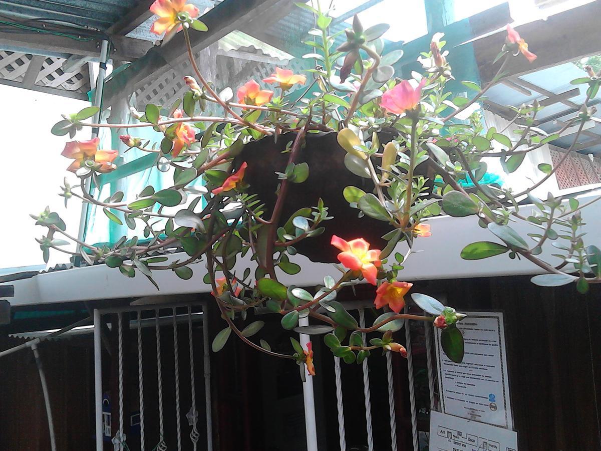 Hostel Julieta Rivas Kültér fotó